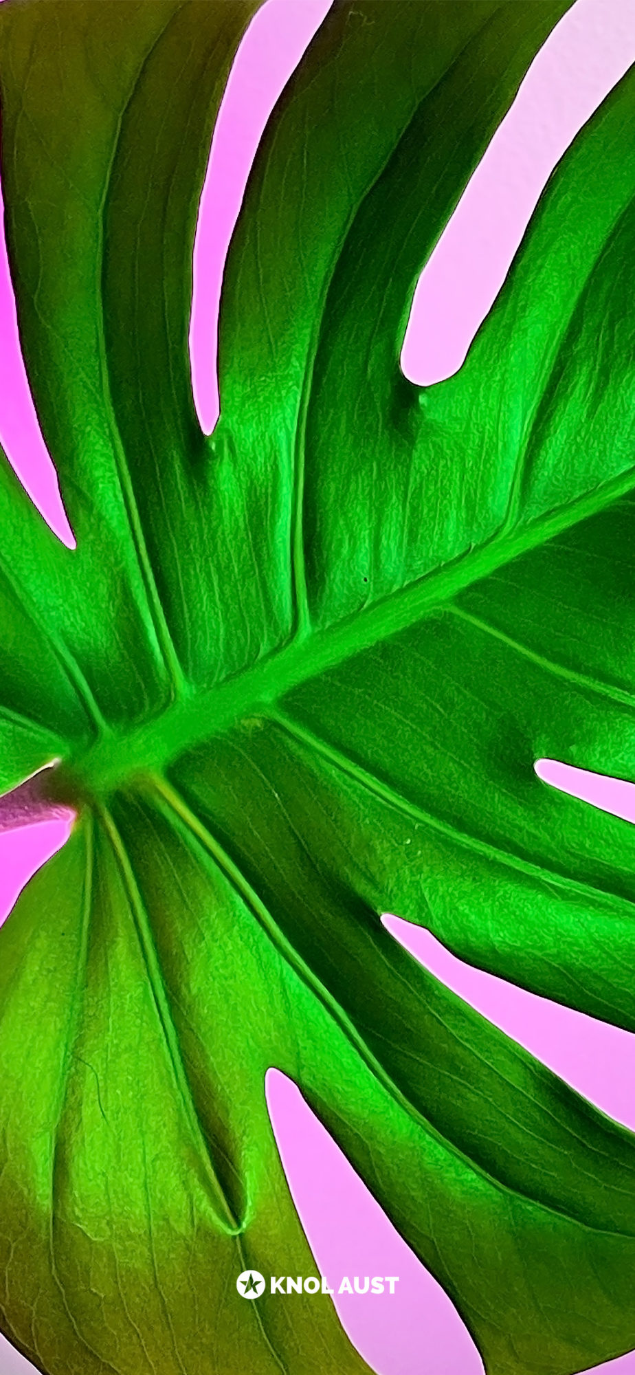 Photo of a monstera delicosa with a magenta background made for smartphone devices