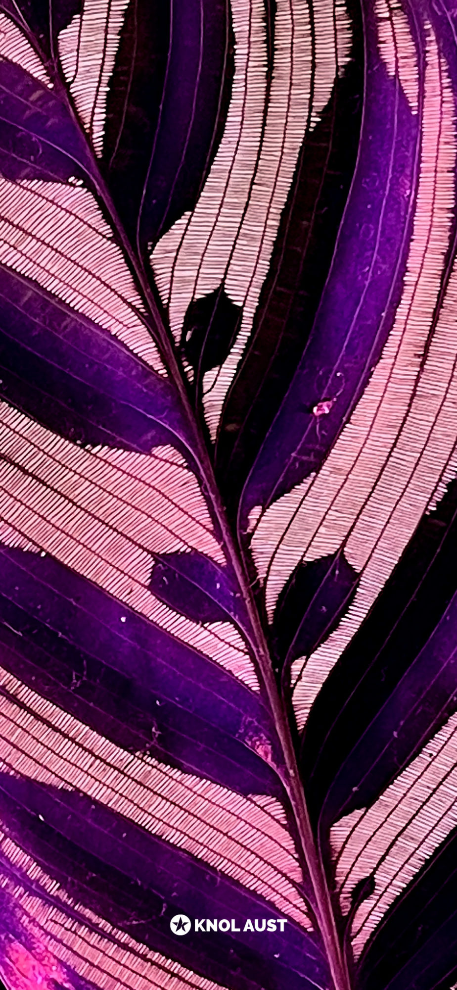Photo of a Calathea makoyana with a magenta background made for smartphone devices