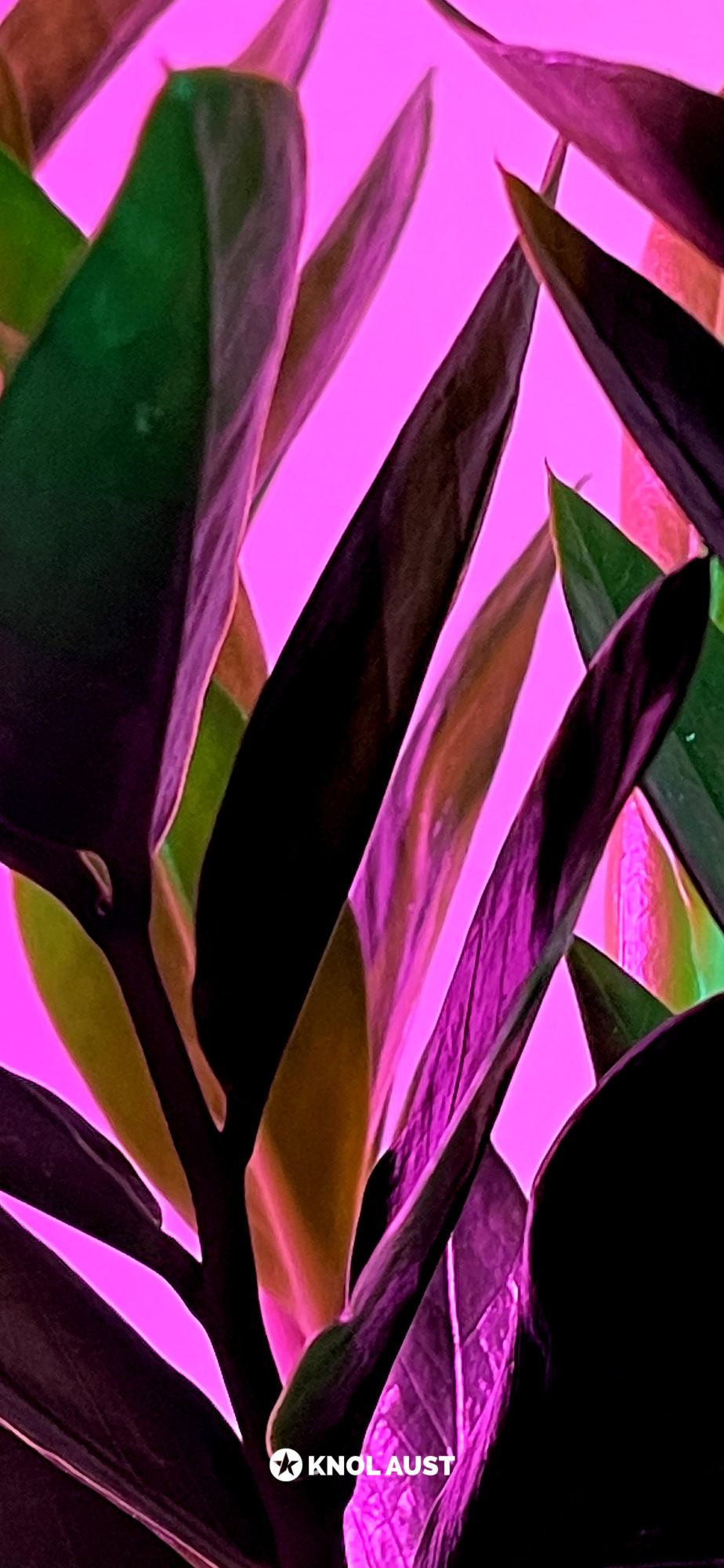 Photo of a ZZ plant with a magenta background made for smartphone devices